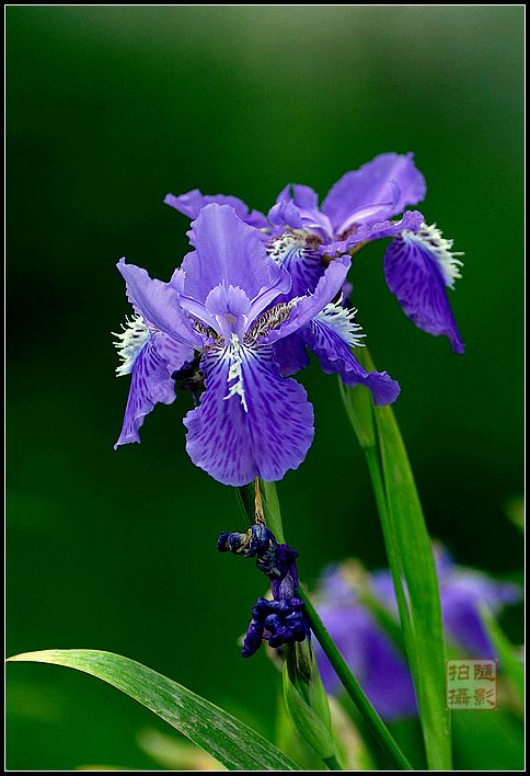 春韵(又一春)鹫尾花