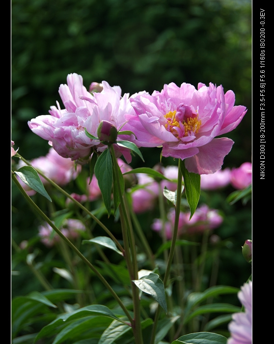 百花争艳竟芬芳