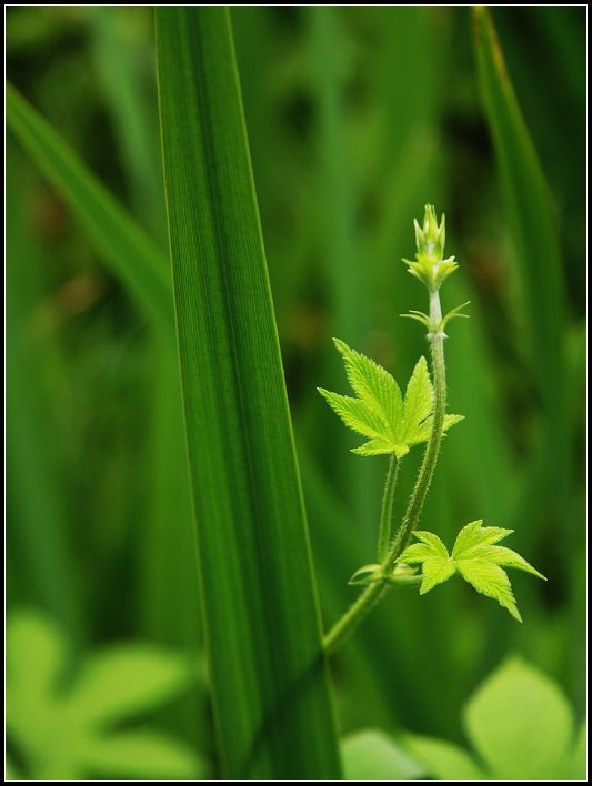 绿色植物