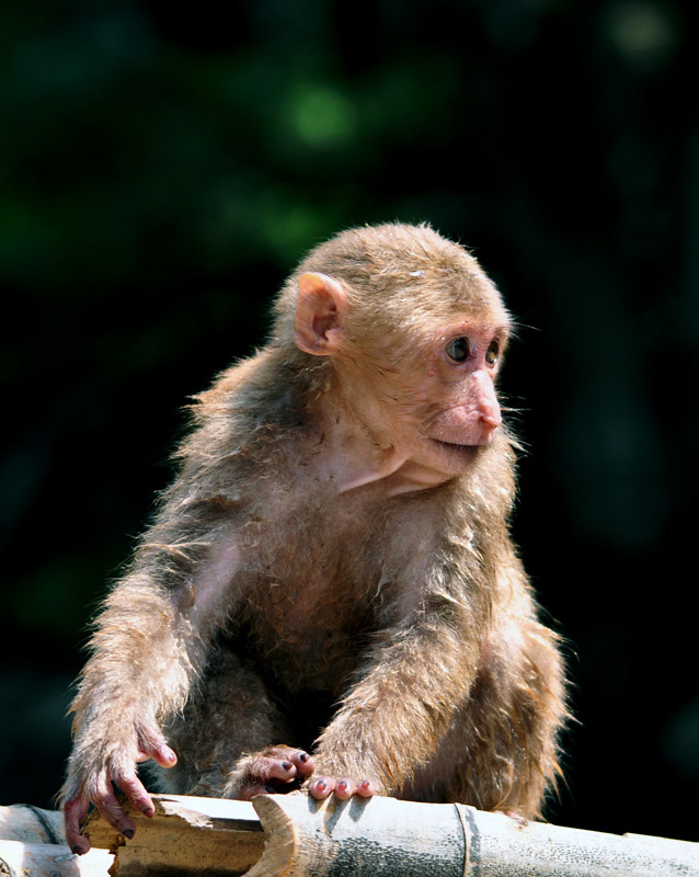 【猴子摄影图片】福建省福州地区生态摄影_太平洋电脑
