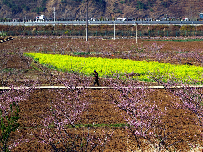 春天的田野