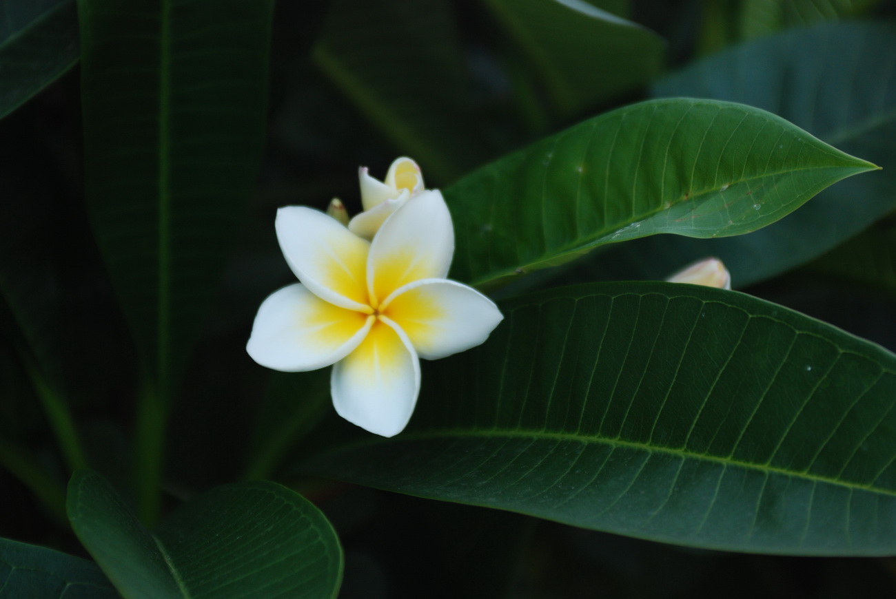 鸡蛋花