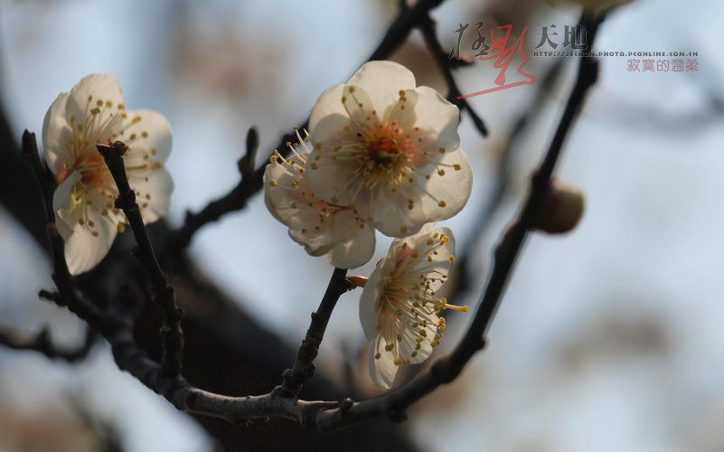 梅花(白色)