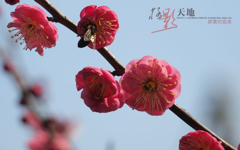 梅花(红色)