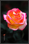 【雨中的玫瑰摄影图片】广州云台花园,生态摄影_天下