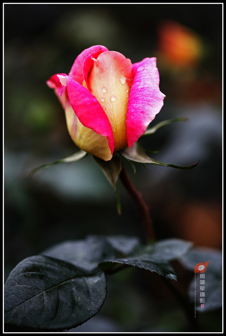 【雨中的玫瑰摄影图片】广州云台花园,生态摄影_天下