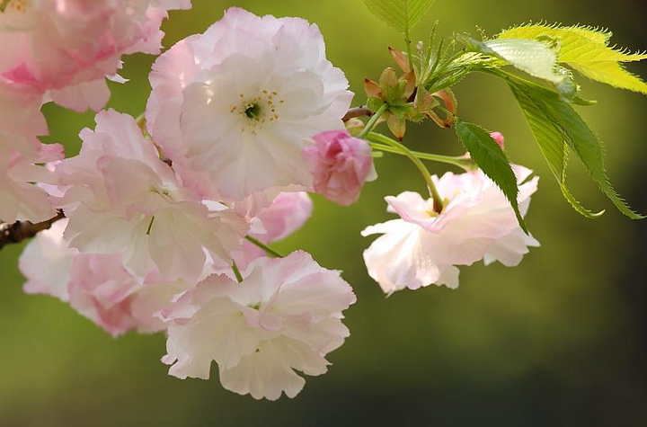【灿漫樱花摄影图片】公园生态摄影_叶子的花