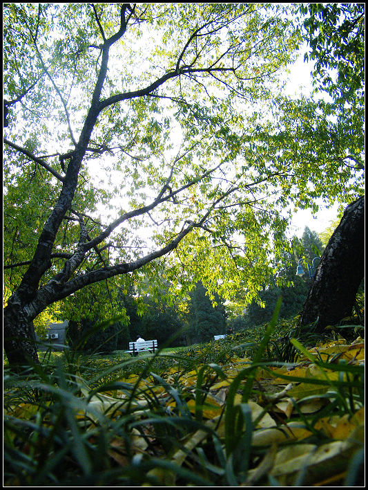 风景-小树林