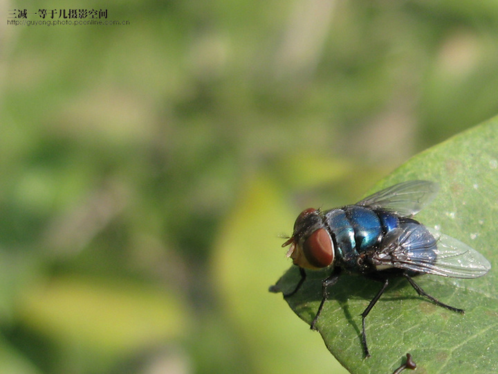 【苍蝇也可爱摄影图片】温州生态摄影