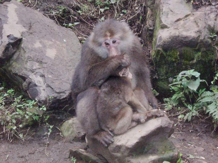 【峨眉山的猴子摄影图片】四川峨眉山生态摄影