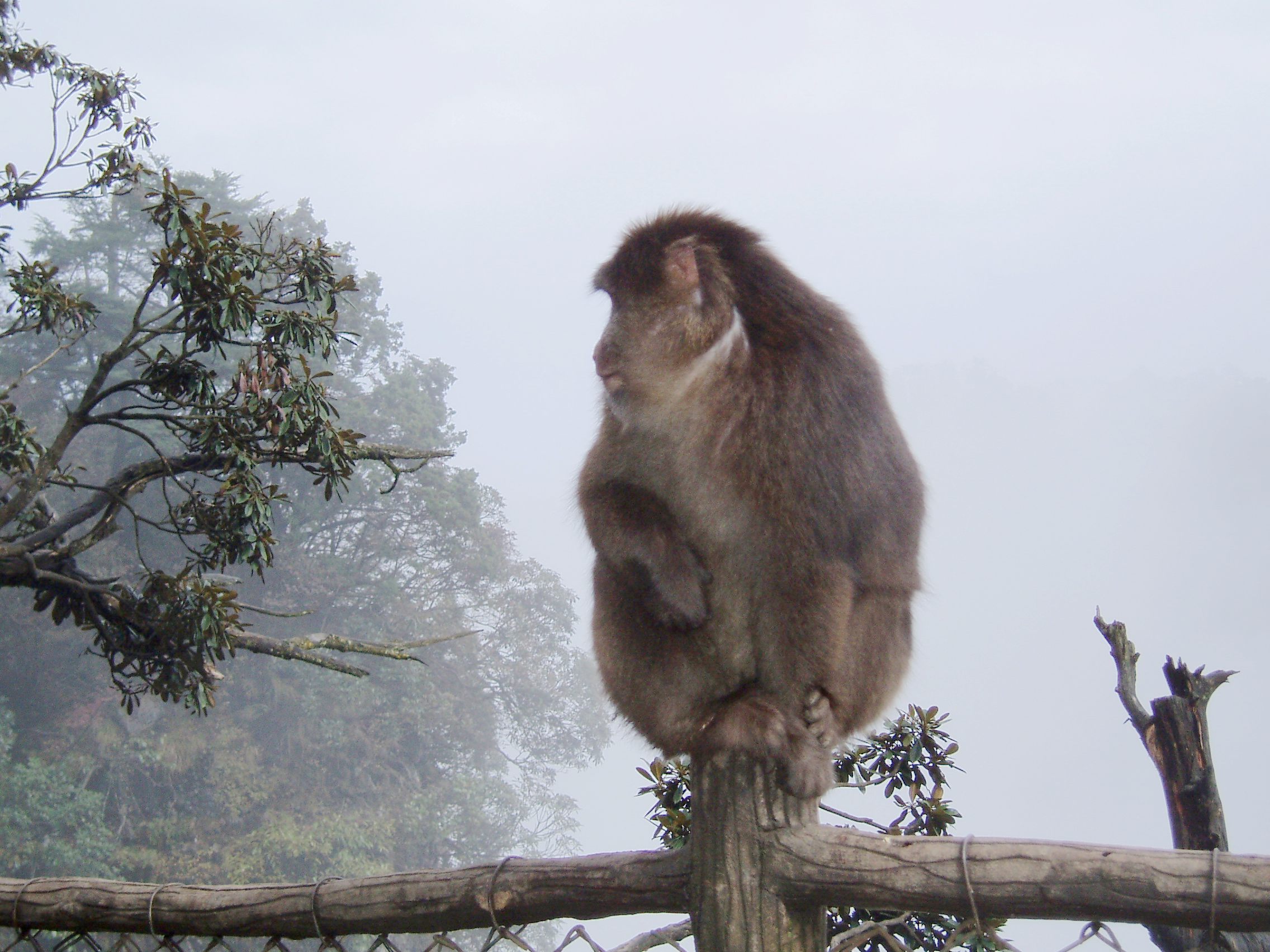 动物中午猴子张家界森林摄影图配图高清摄影大图-千库网