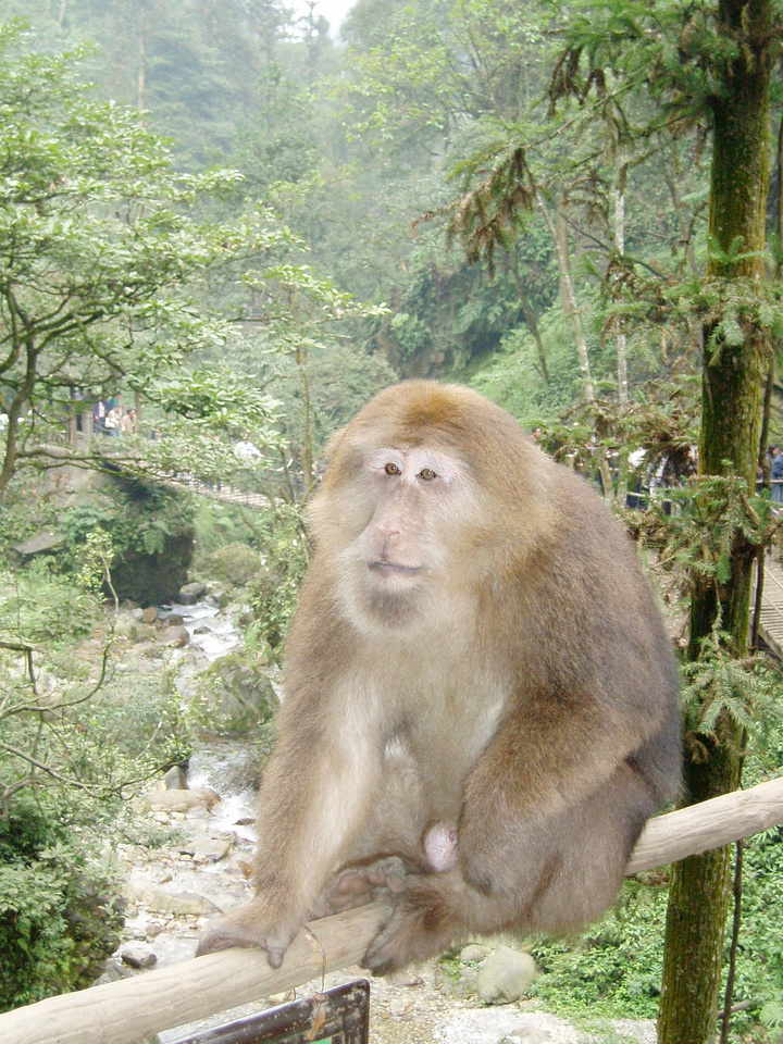 峨眉山的猴子