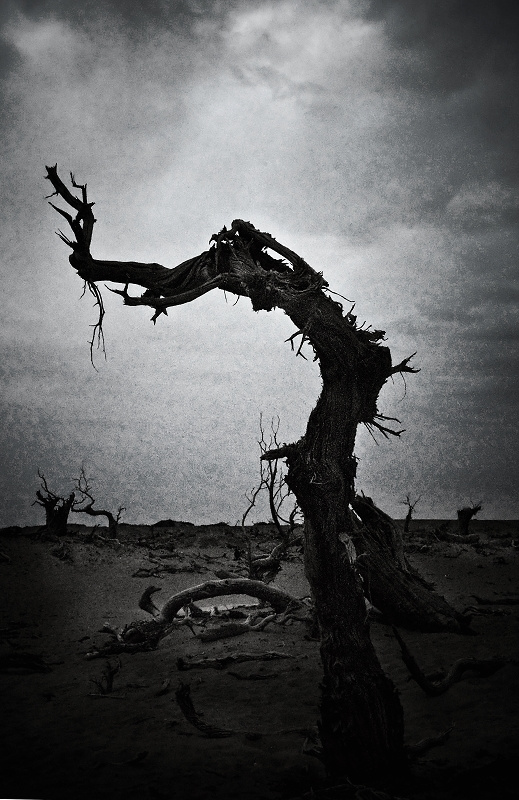 行--怪树林的悲吼摄影图片】内蒙古阿拉善盟额