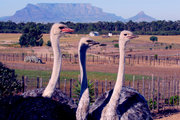 09走进南非：鸵鸟乐园