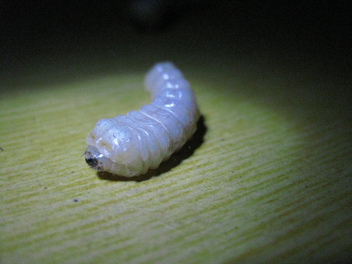 木虫