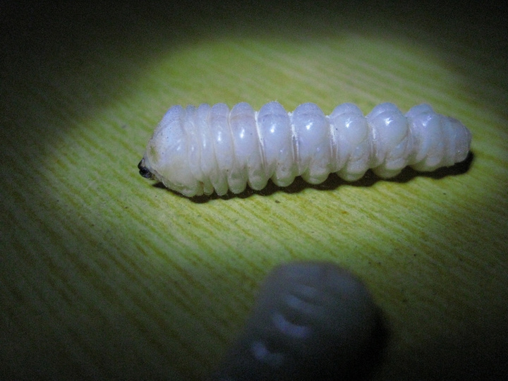 木虫