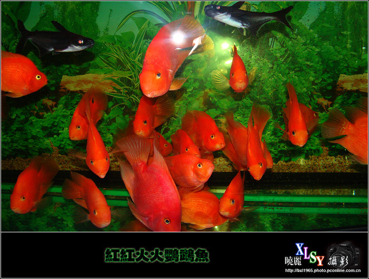 【红红火火鹦鹉鱼摄影图片】黑龙江杜蒙伊百度