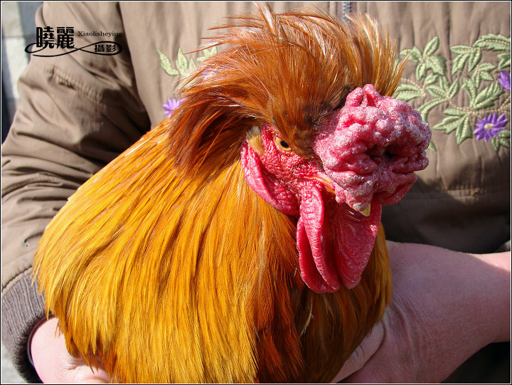 【牡丹花冠的大公鸡摄影图片】黑龙江杜尔伯特