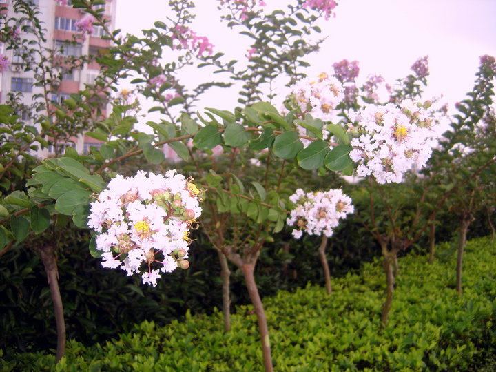 夏日紫薇花