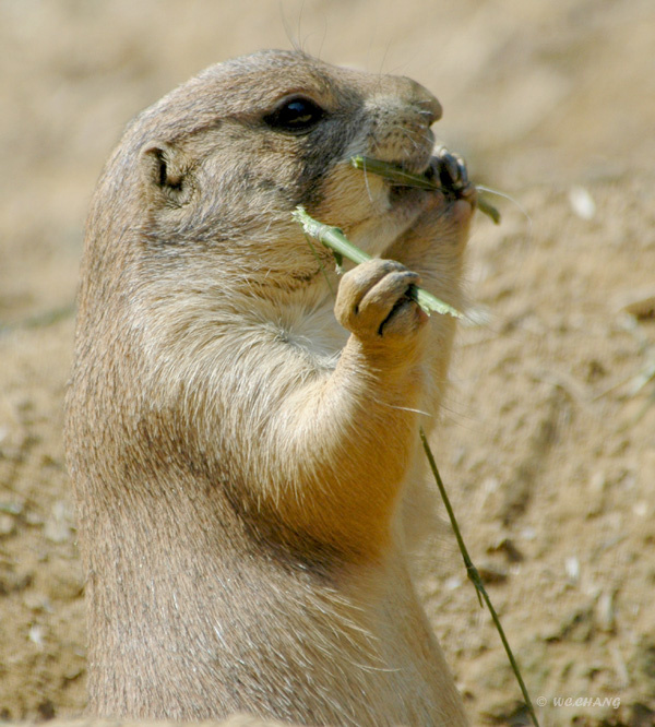prairie dog(草原犬鼠(1/1)