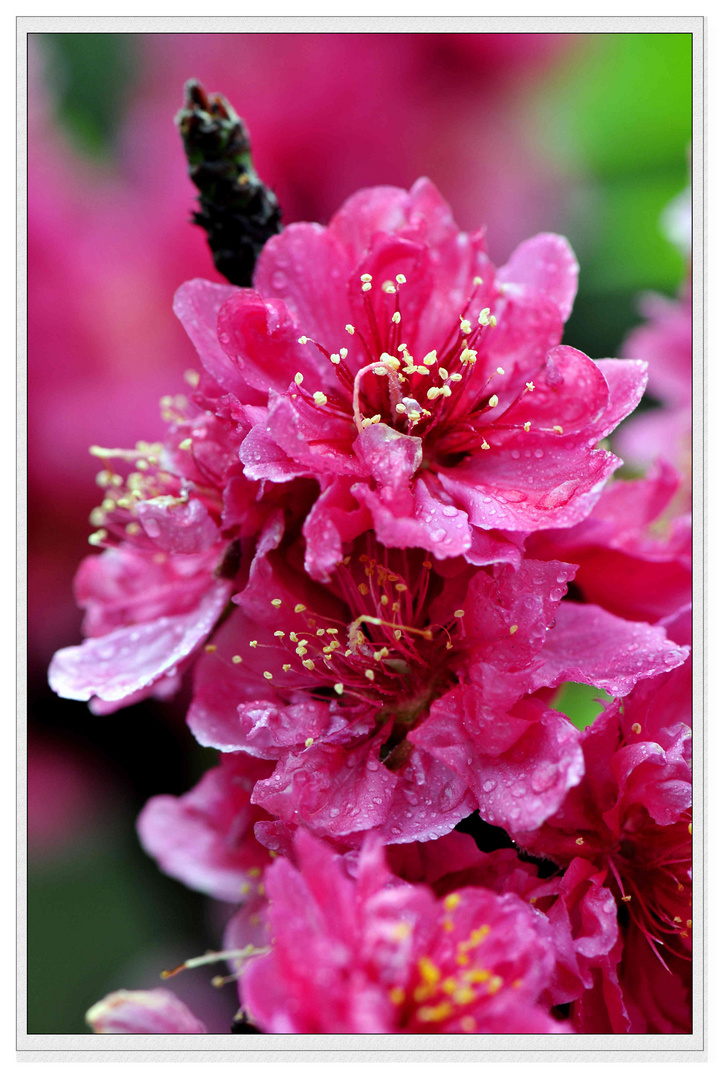 春游拍花