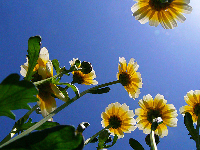 【花儿朵朵向太阳摄影图片】际上生态摄影