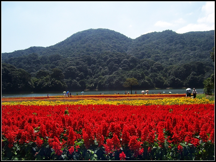 【花之海(广州从化石门国家森林公园)摄影图片