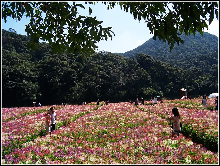 【花之海(广州从化石门国家森林公园)摄影图片
