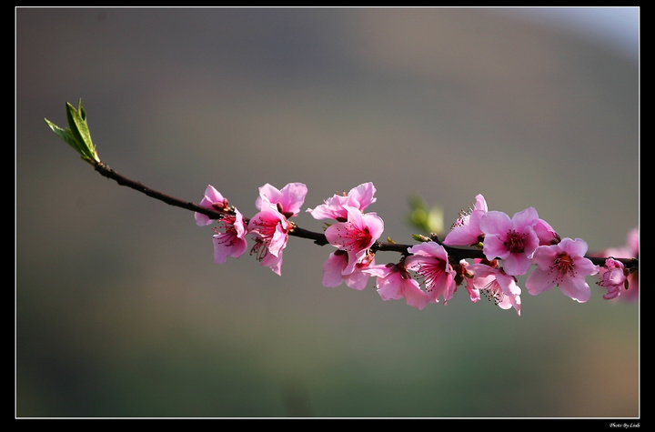 这里的桃花开了,春天来了 (共p)