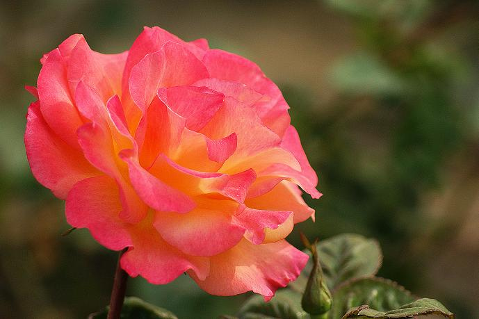 【咏月季摄影图片】公园生态摄影