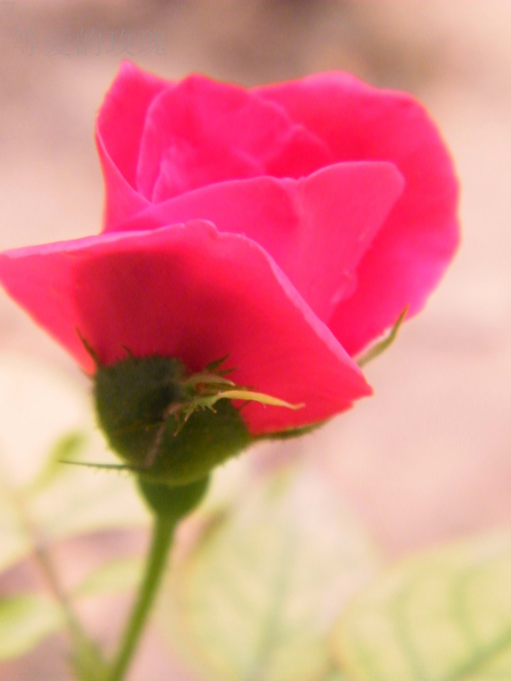 【等爱的玫瑰摄影图片】碧沙岗公园风光旅游摄