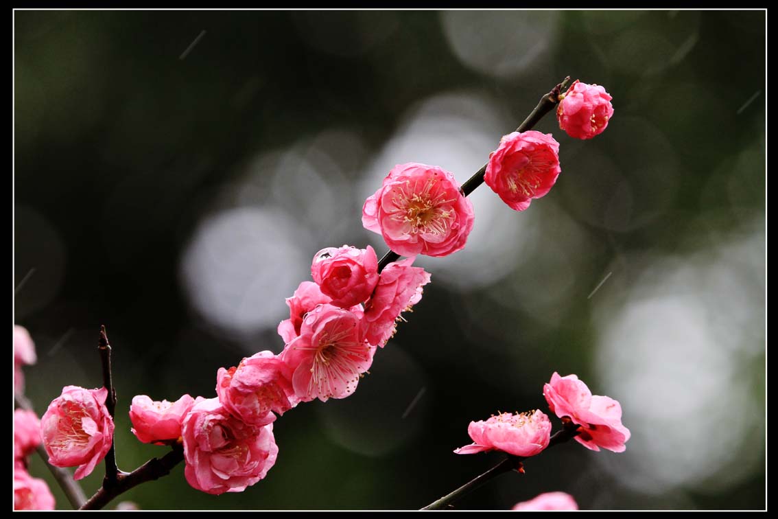 《雨中忆梅花》
