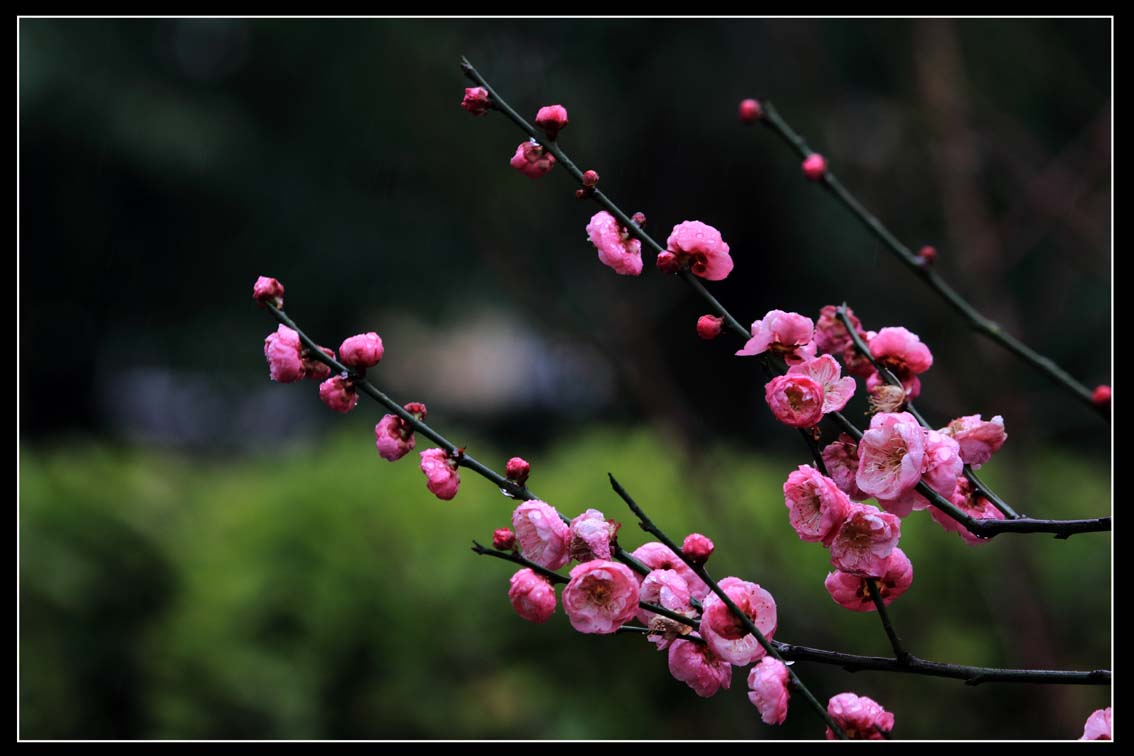 《雨中忆梅花》