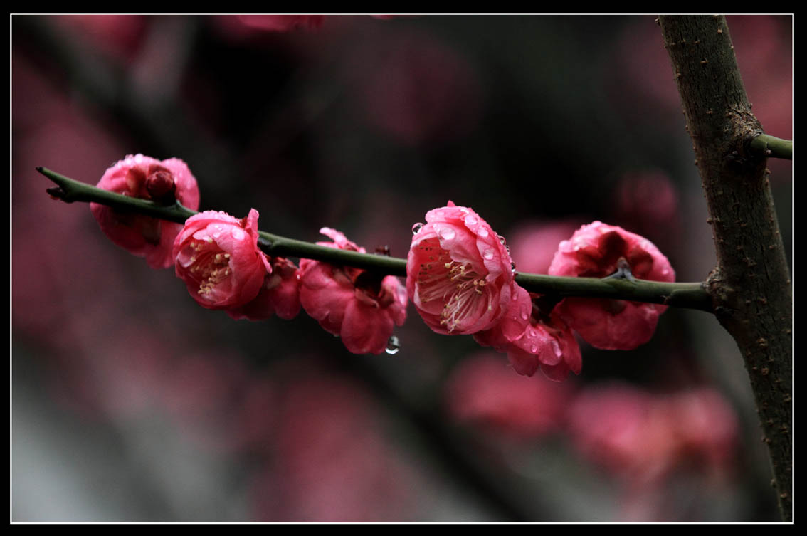 《雨中忆梅花》