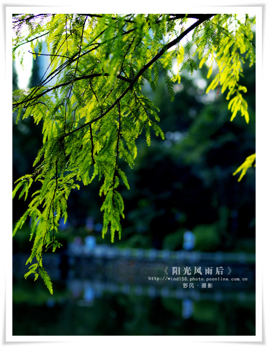 《阳光总在风雨后》