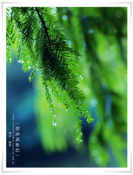 《阳光总在风雨后》