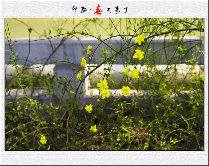 【春天的气息摄影图片】江阴生态摄影