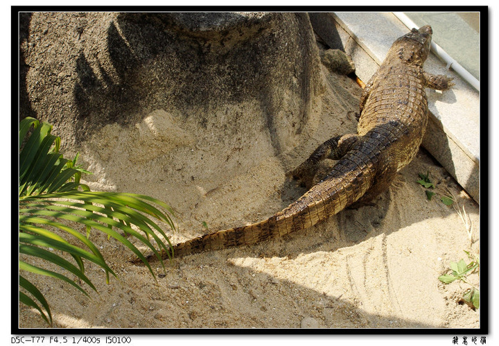 【动物世界4--鳄鱼篇摄影图片】深圳野生动物