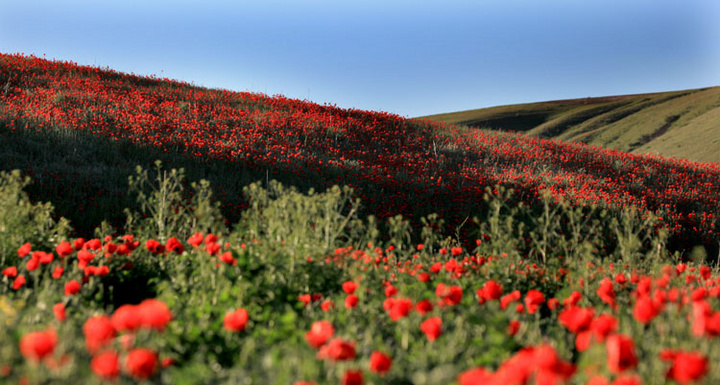 【天山红花摄影图片】额敏县生态摄影_蓝天神