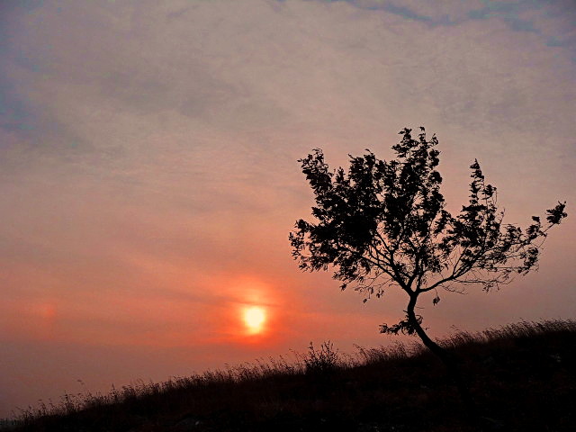 夕阳老树-故乡情(7)