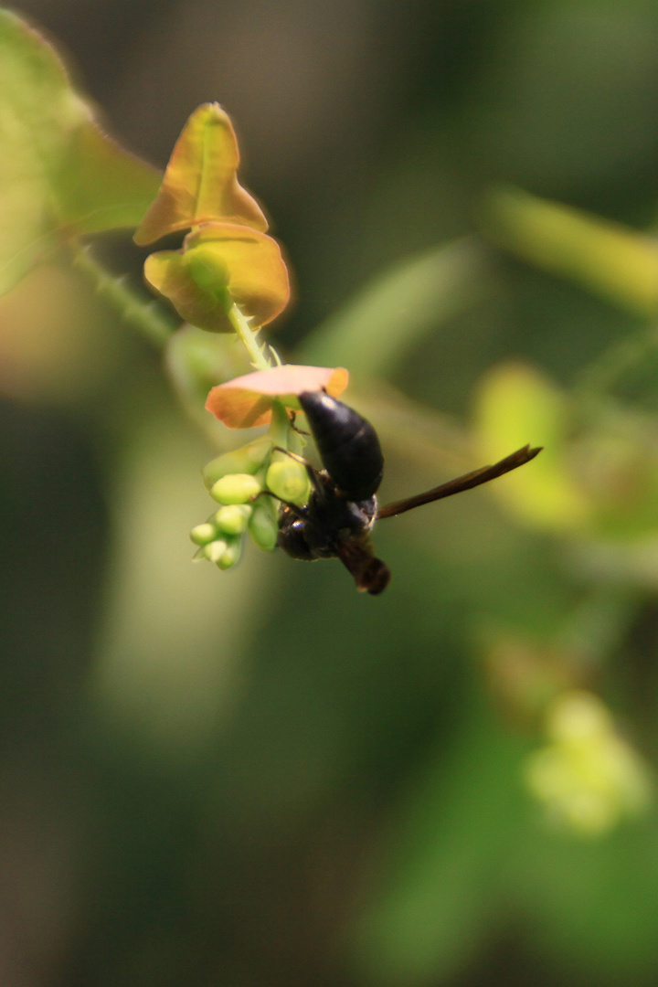野蜂