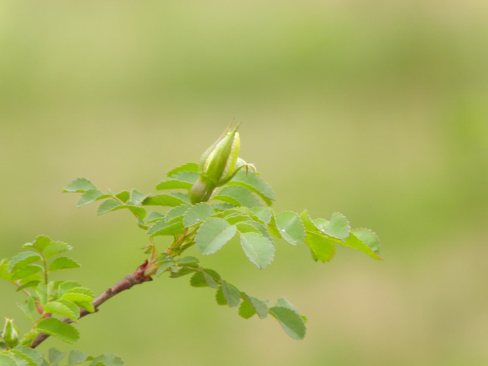 雨后小花