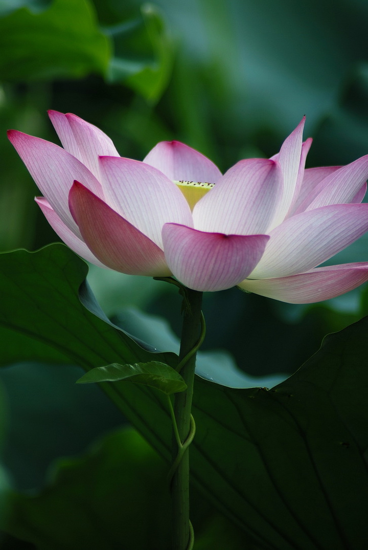 "野"荷