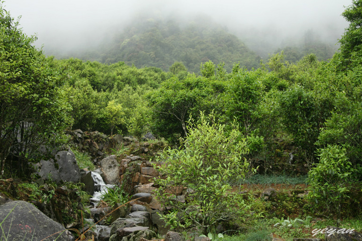 茶山行--潮州凤凰山
