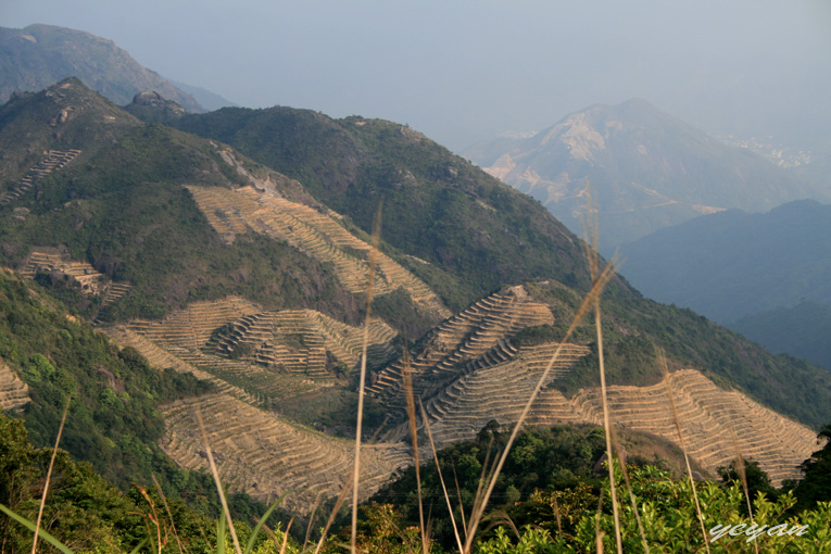 茶山行--潮州凤凰山