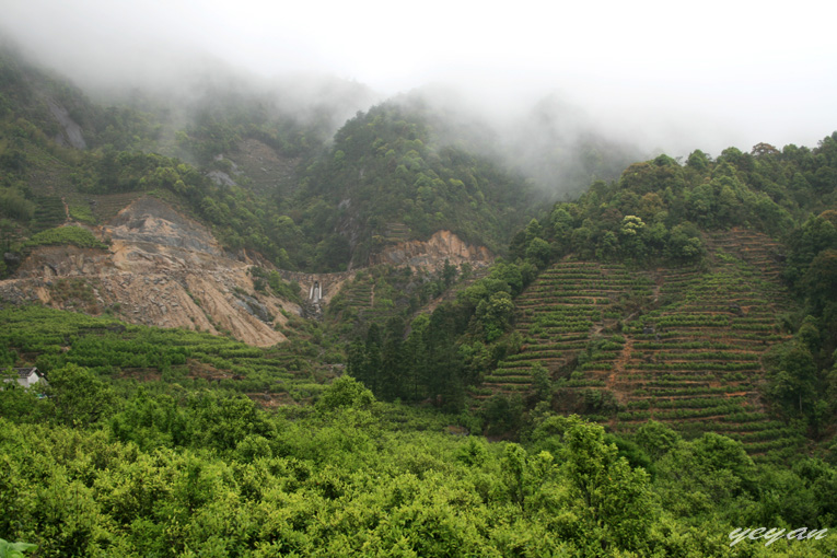 茶山行--潮州凤凰山