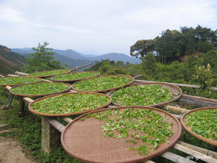 茶山行--潮州凤凰山