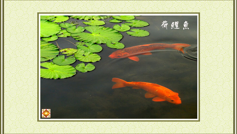 【河里鱼--荷鲤鱼摄影图片】东莞人民公园生态