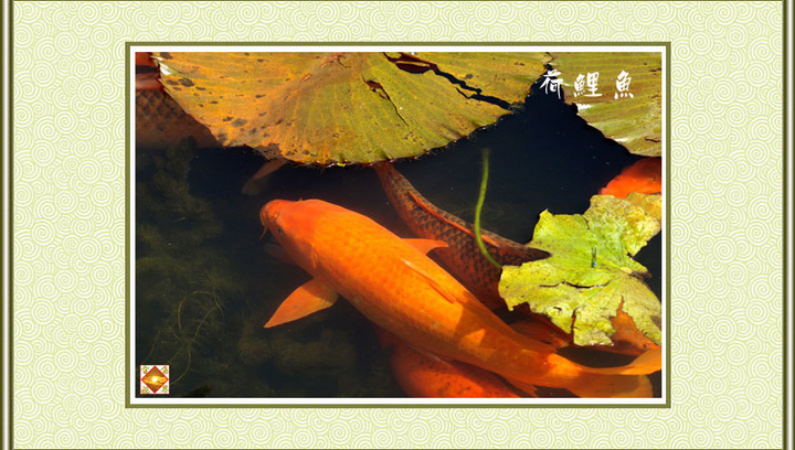 【河里鱼--荷鲤鱼摄影图片】东莞人民公园生态
