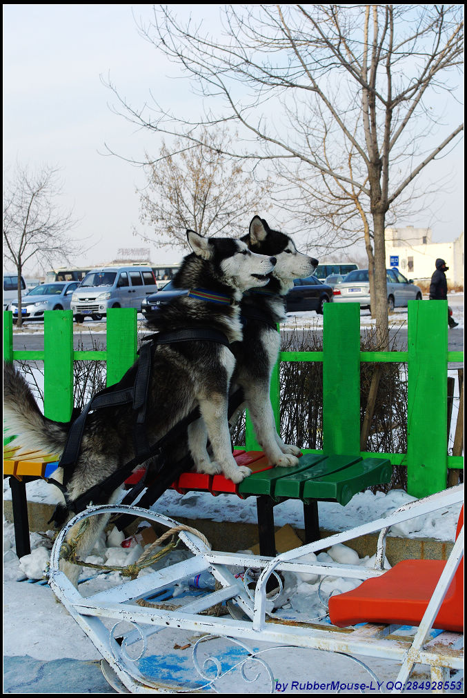 【拉雪橇的狗摄影图片】哈尔滨极地馆纪实摄影